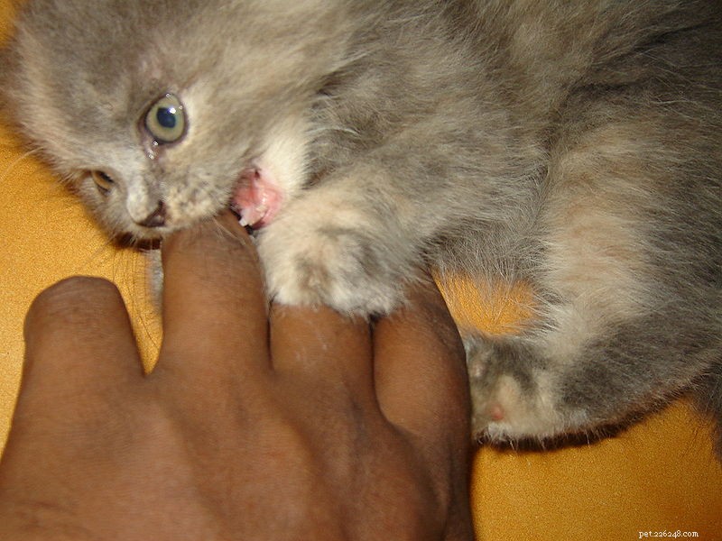 Decoding Cat Behavior: Answers to Your Most Common Questions