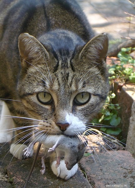 Decoding Cat Behavior: Answers to Your Most Common Questions