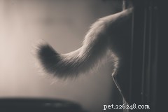 Decoding Your Kitten’s Signals: How to Understand Their Behavior