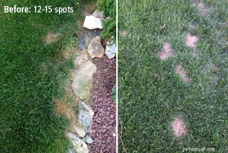 Dog Rocks Review: Do They Truly Prevent Urine Burn on Your Lawn?
