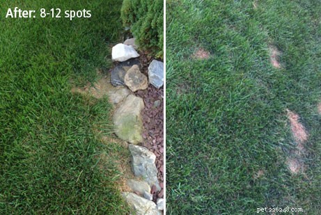 Dog Rocks Review: Do They Truly Prevent Urine Burn on Your Lawn?