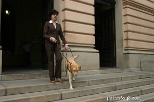Assistance Dogs 101: Essential Facts & Trusted Resources