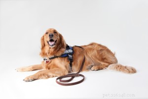 Assistance Dogs 101: Essential Facts & Trusted Resources