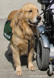 Assistance Dogs 101: Essential Facts & Trusted Resources