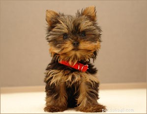 Housebreaking Your New Puppy: Expert Tips for a Smooth Start