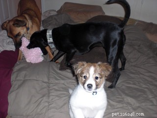 Managing Fearful and Aggressive Dogs: A Pet Owner s Guide