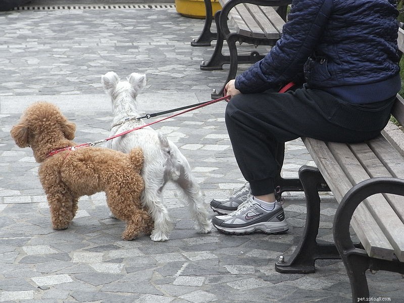 The Ultimate Guide to Choosing the Right Collar, Lead, or Harness for Your Dog