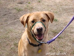 Top Training Aids to Stop Leash Pulling