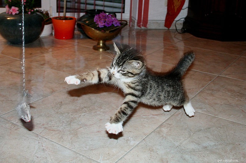How to Pick the Perfect Toys for Your Cat: A Guide for Health and Happiness