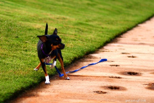 Effective Loose-Leash Walking: Proven Training Techniques for Calm, Controlled Strolls