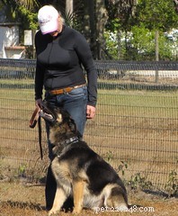 Effective Loose-Leash Walking: Proven Training Techniques for Calm, Controlled Strolls