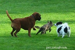 Adding a New Dog to Your Family: Key Tips for a Smooth Transition