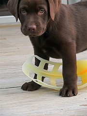 Adding a New Dog to Your Family: Key Tips for a Smooth Transition