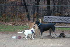 Adding a New Dog to Your Family: Key Tips for a Smooth Transition