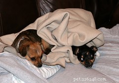 Adding a New Dog to Your Family: Key Tips for a Smooth Transition