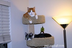 Cat Trees: Elevate Your Pet’s Comfort and Security