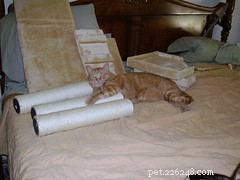 Cat Trees: Elevate Your Pet’s Comfort and Security