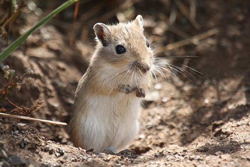 Mongolian Gerbil: Unveiling Its Unique Breeding and Social Dynamics