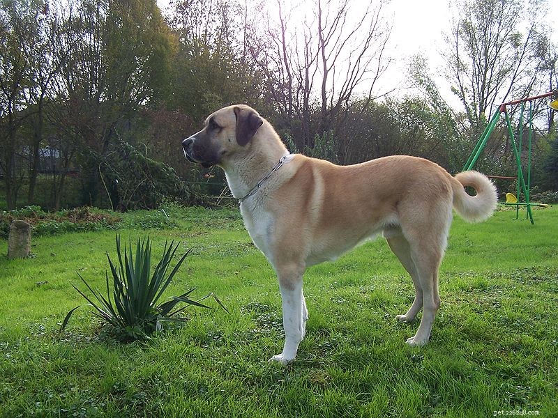 Guard Dogs Safeguard Livestock and Wildlife: Proven Benefits in Europe and Africa