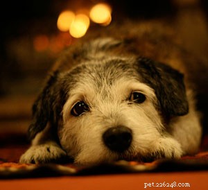 Pet Fire Safety Check: Secure Your Home with Trusted Prevention Tips