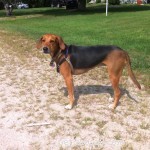 Pet Fire Safety Check: Secure Your Home with Trusted Prevention Tips
