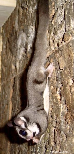 Exploring Exotic Pets: Sugar Gliders, Degus, Hedgehogs & Spiny Mice