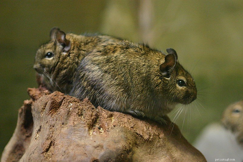Exploring Exotic Pets: Sugar Gliders, Degus, Hedgehogs & Spiny Mice