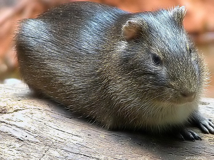 New Study Shows Guinea Pigs Retain High Intelligence After 5,000 Years of Domestication