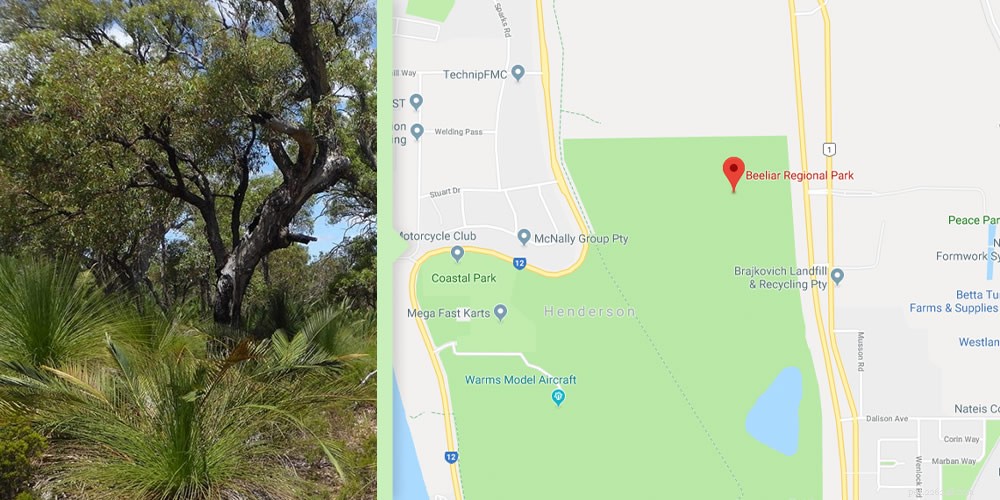 Australia’s Top Dog-Friendly Walking Routes
