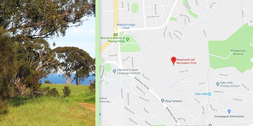 Australia’s Top Dog-Friendly Walking Routes