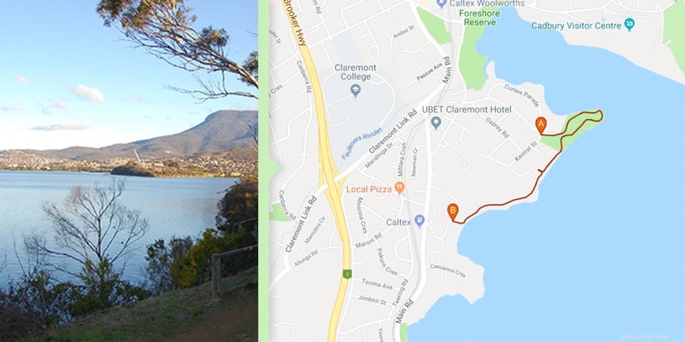 Australia’s Top Dog-Friendly Walking Routes