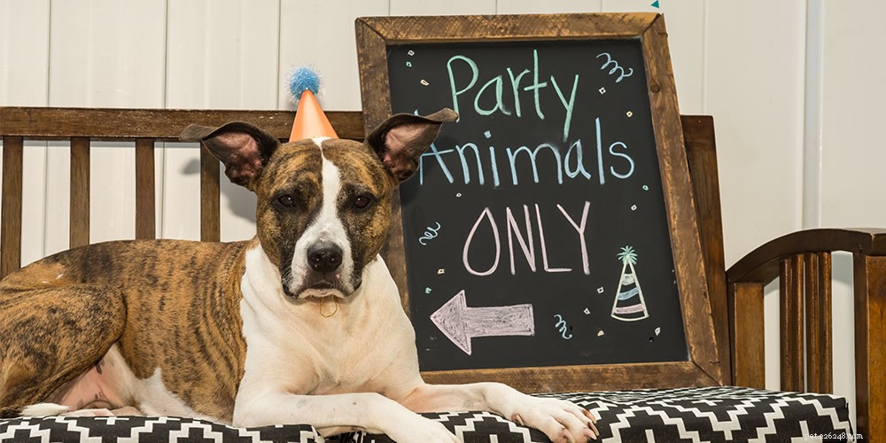 Plan a Paws‑Perfect Birthday Bash for Your Dog