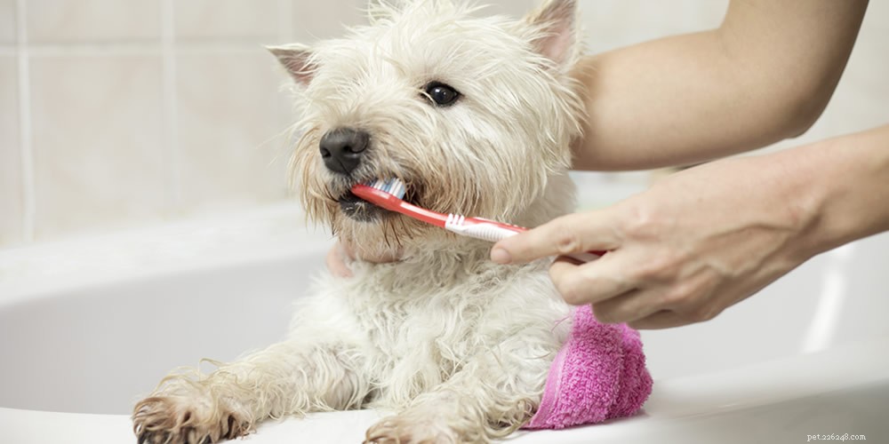 Understanding and Preventing Common Dental Diseases in Dogs