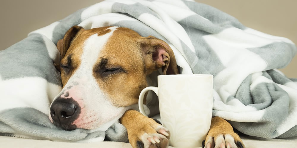 Understanding Dog Flu: Symptoms, Causes, and Prevention