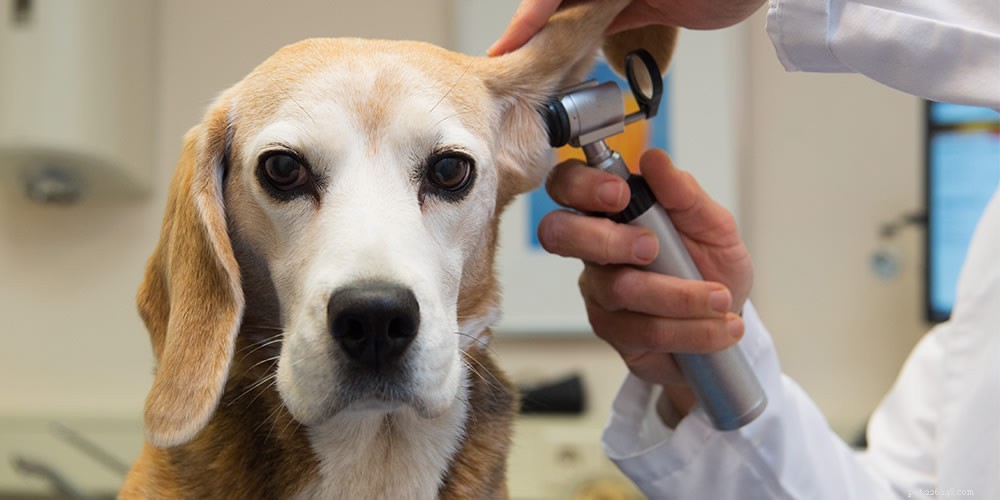Understanding Dog Flu: Symptoms, Causes, and Prevention