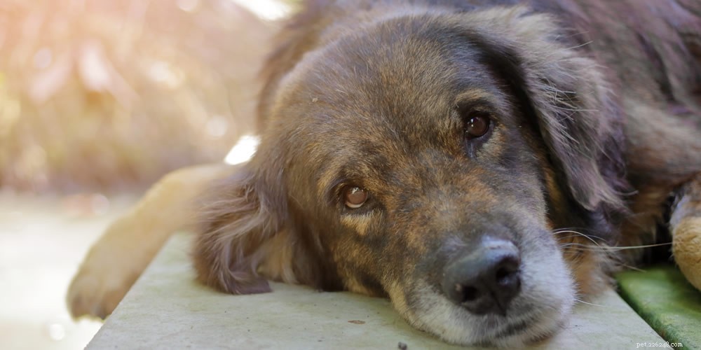 Recognizing the Signs of Dog Aging: A Guide for Owners