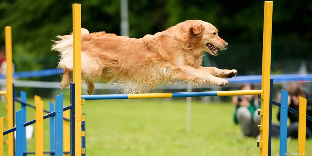 Boost Your Dog s Health: Proven Ways to Foster an Active Lifestyle