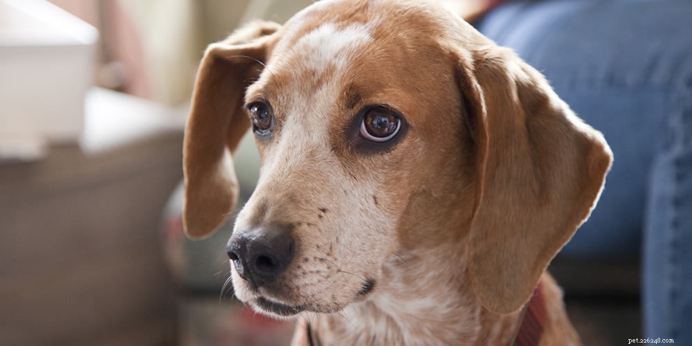 Mastering Dog Communication: Understand Your Canine Companion