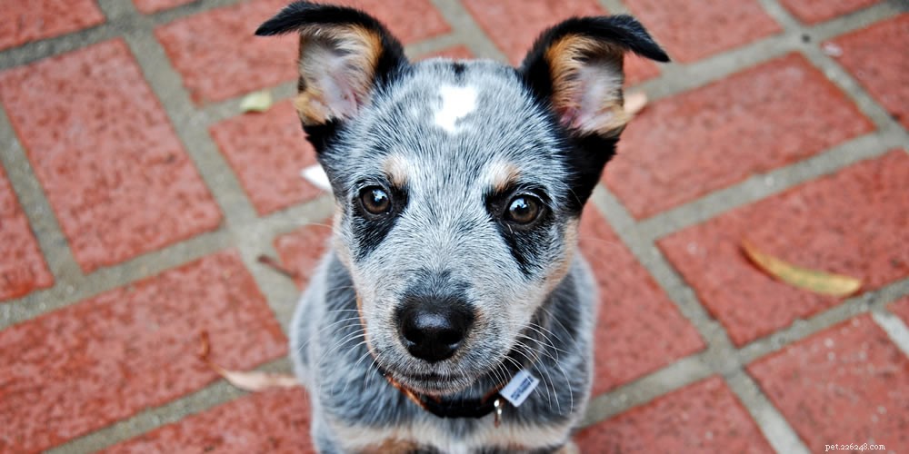 Mastering Dog Communication: Understand Your Canine Companion