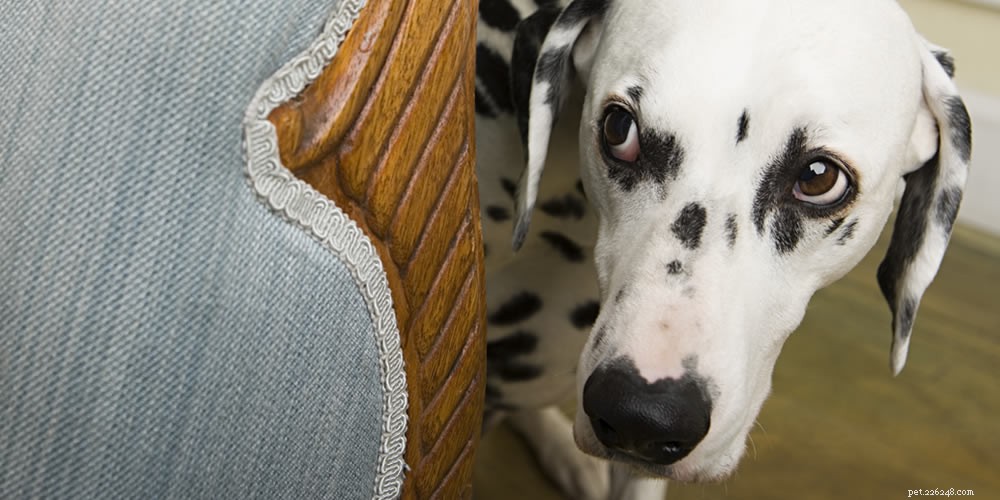 Mastering Dog Communication: Understand Your Canine Companion