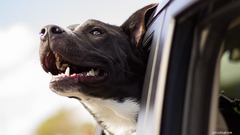 Traveling With Your Dog: A Comprehensive Guide for Pet Owners