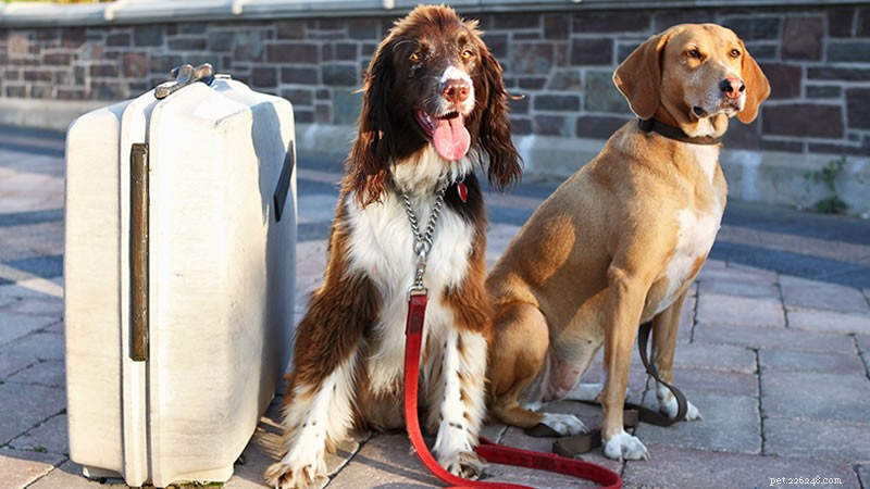 Traveling With Your Dog: A Comprehensive Guide for Pet Owners