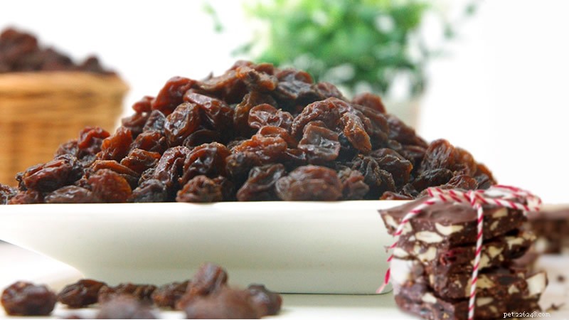 Top Foods That Are Toxic to Dogs: A Must-Read Guide for Pet Owners