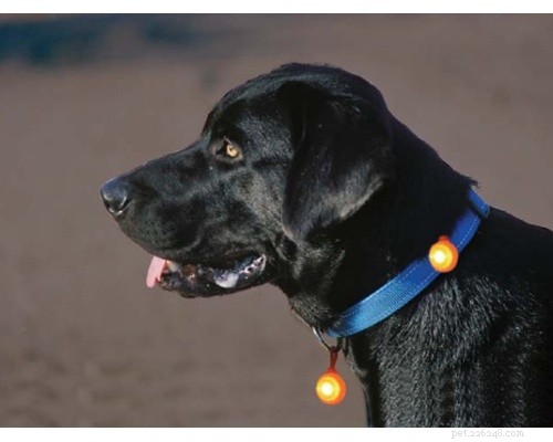 Keep Your Dog Active: How to Maintain Walks During Shorter Days