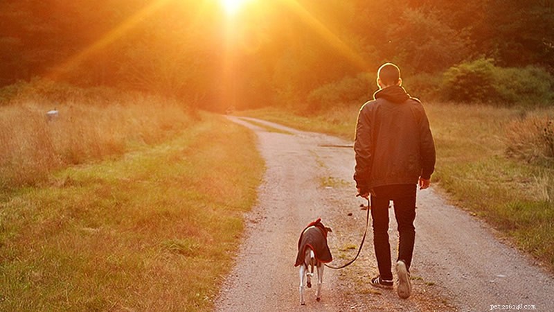 Keep Your Dog Active: How to Maintain Walks During Shorter Days