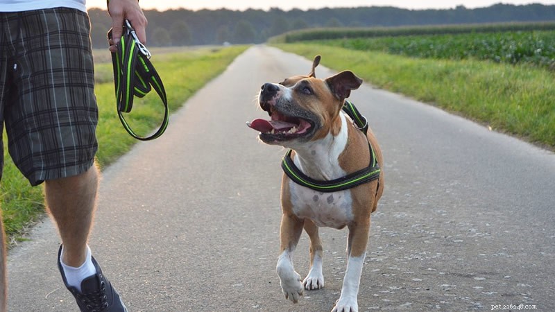 Keep Your Dog Active: How to Maintain Walks During Shorter Days
