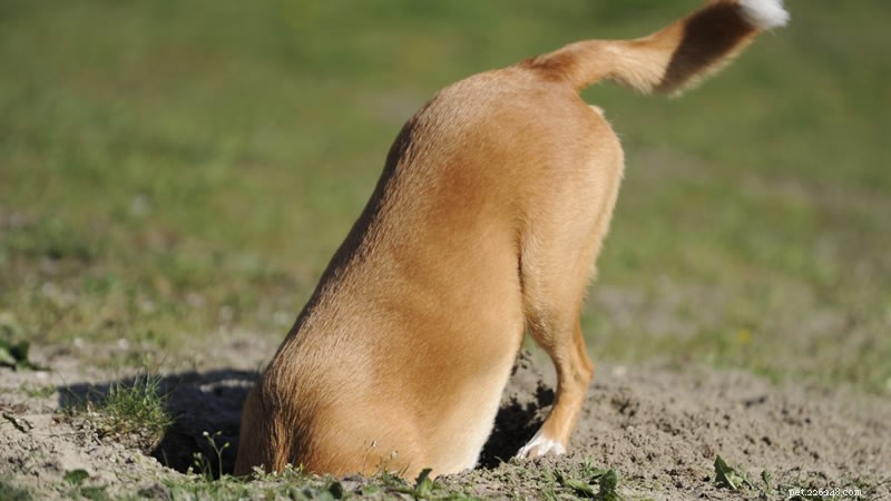 Engage Your Dog with Fun Food Games: Boost Health & Brain Power