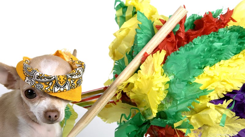 Engage Your Dog with Fun Food Games: Boost Health & Brain Power