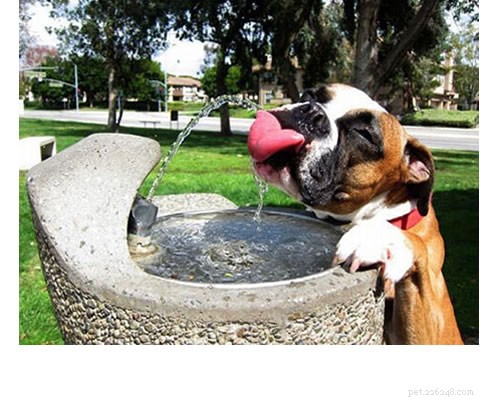 5 Effective Ways to Protect Your Lawn from Dog Urine Damage