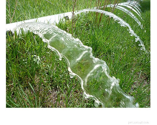5 Effective Ways to Protect Your Lawn from Dog Urine Damage